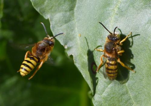 Réf. 247 674 : Nomada agrestis